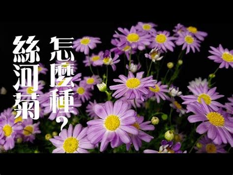 絲河菊枯萎|今夏絲河菊旺桃花秘方